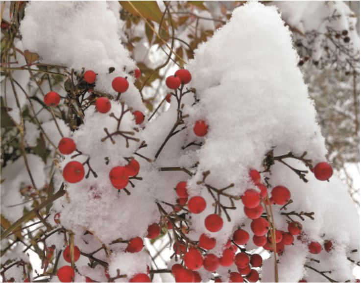 雪中南天竹